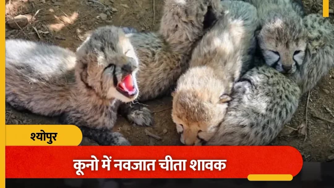 कूनो में चीता ने दिए पांच शावक, भारत की आबादी 60 हुई
