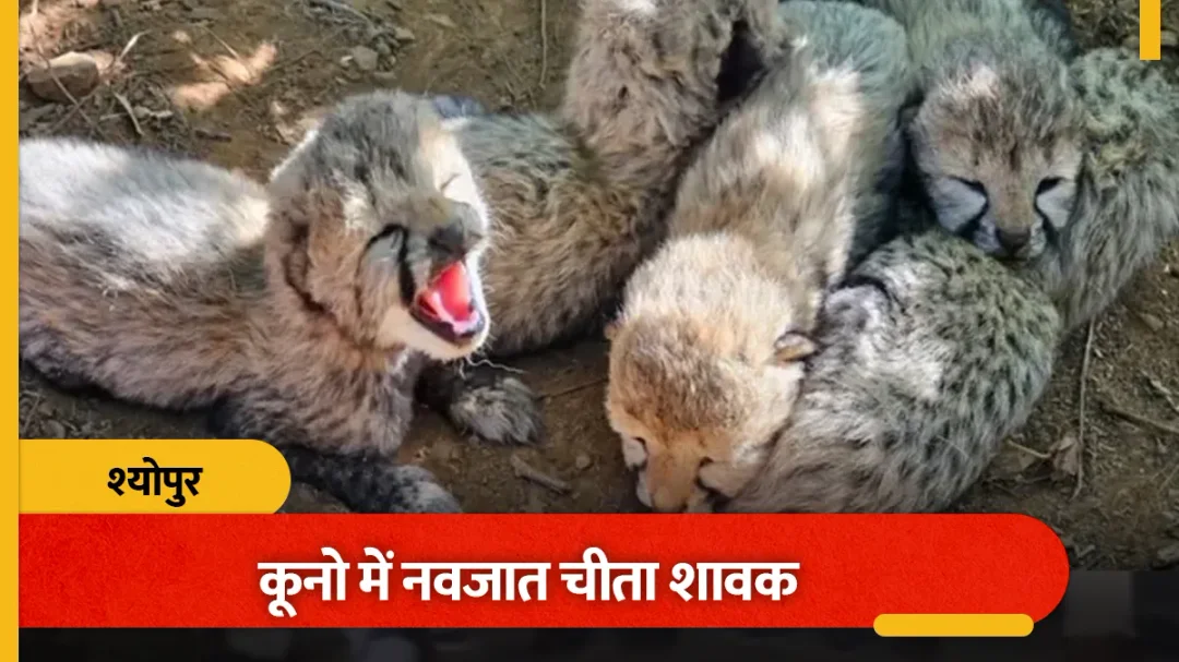 कूनो में चीता ने दिए पांच शावक, भारत की आबादी 60 हुई